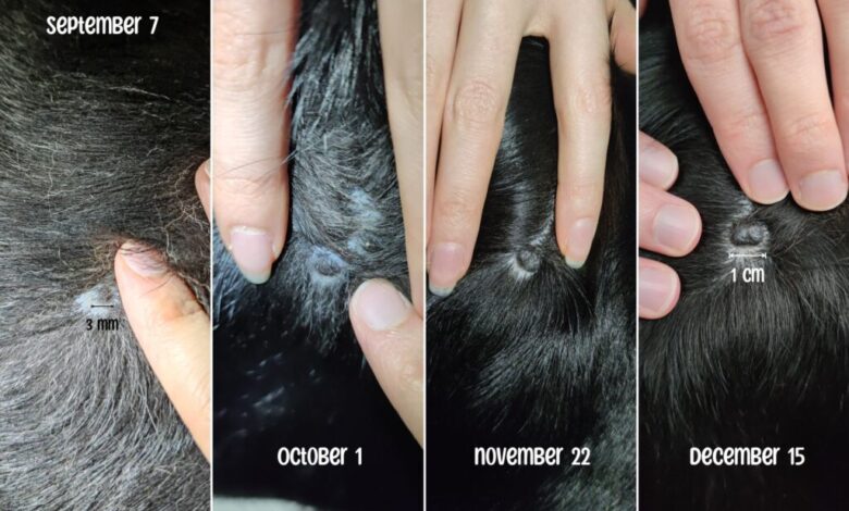 We Found a Black Mole On Our Dog – What We Did