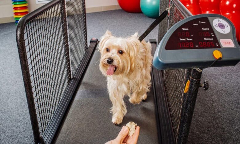 Fitness Fun for Fido: How to Choose the Right Dog Exercise Equipment Fitness Fun for Fido: How to Choose the Right Dog Exercise Equipment