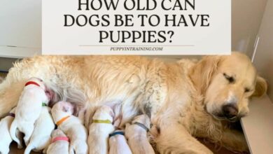 How Old Can Dogs Be To Have Puppies – And How Old Is Too Old?