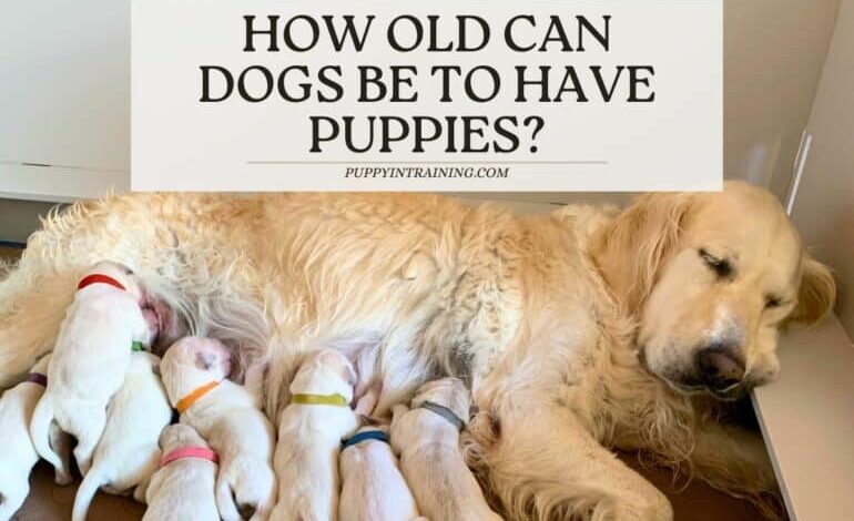 How Old Can Dogs Be To Have Puppies – And How Old Is Too Old?