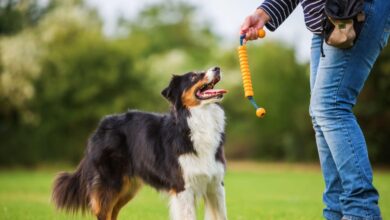 Toy Training Tricks: Creative Ways to Utilize Dog Training Toys