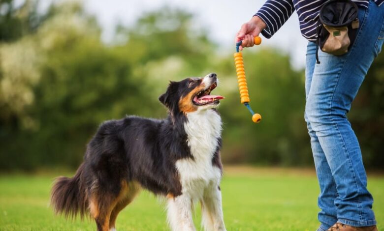 Toy Training Tricks: Creative Ways to Utilize Dog Training Toys