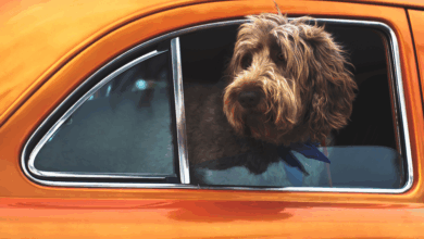 Here’s everything you need to know about preparing your dog for travel