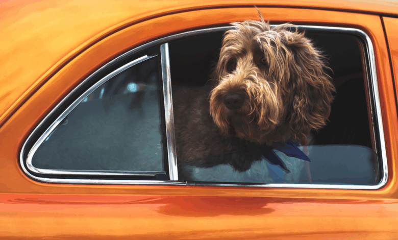Here’s everything you need to know about preparing your dog for travel