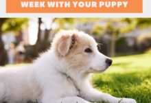 7 Tips For Surviving The First Week With Your New Puppy 7 Tips For Surviving The First Week With Your New Puppy