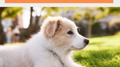 7 Tips For Surviving The First Week With Your New Puppy