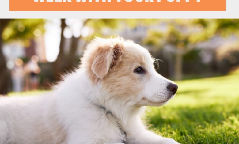 7 Tips For Surviving The First Week With Your New Puppy