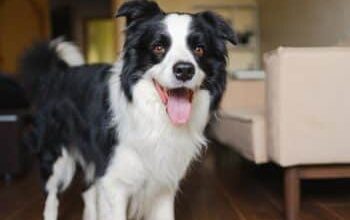 9 Best Spirulina Supplements for Dogs