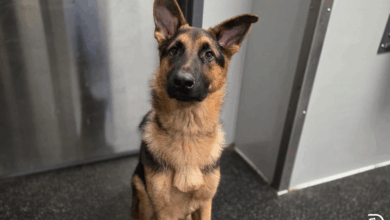 Tips For a Successful Dog Daycare Experience for German Shepherds