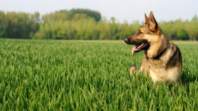 Hiking With Your Dog – Preparing for Steep Mountain Trails