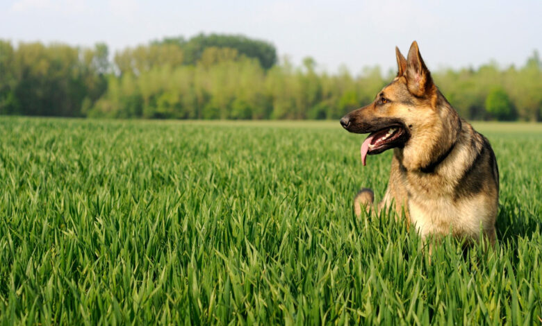 Hiking With Your Dog – Preparing for Steep Mountain Trails Hiking With Your Dog – Preparing for Steep Mountain Trails