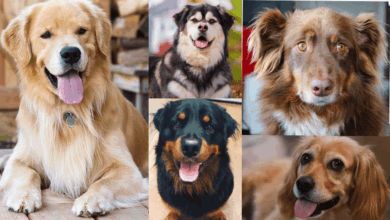 Top 20 Lovable Golden Retriever Mixes For All Types of Households