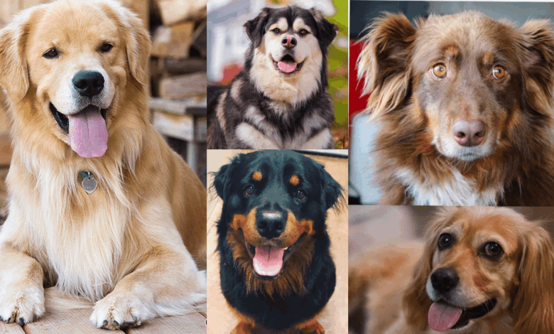 Top 20 Lovable Golden Retriever Mixes For All Types of Households