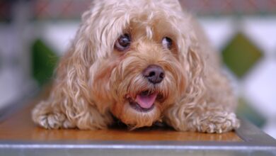 Blue Buffalo vs. Eukenaba: Who Wins? [2025]