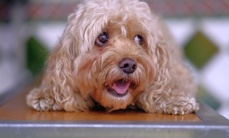 Blue Buffalo vs. Eukenaba: Who Wins? [2025]