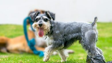 11 Bossy Dog Breeds That Herd Kids Like It’s Their Job