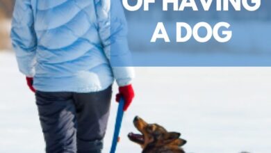 10 Health Benefits of Having a Dog