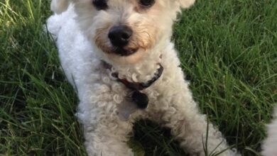 Safer Pet Grooming from Love and Loss