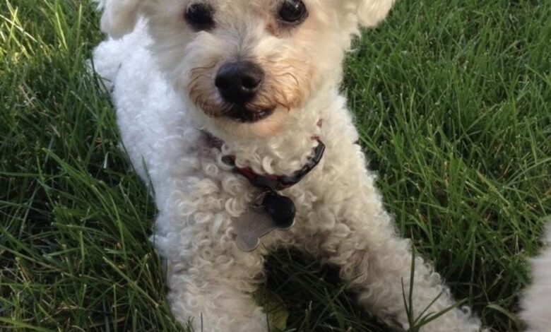 Safer Pet Grooming from Love and Loss