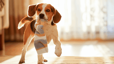 11 Messy Dog Breeds Known For Making Huge Disasters