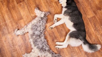 How to Groom a Double-Coated Dog at Home Step by Step How to Groom a Double-Coated Dog at Home Step by Step