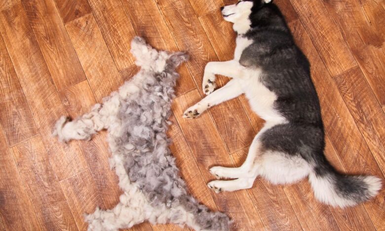 How to Groom a Double-Coated Dog at Home Step by Step