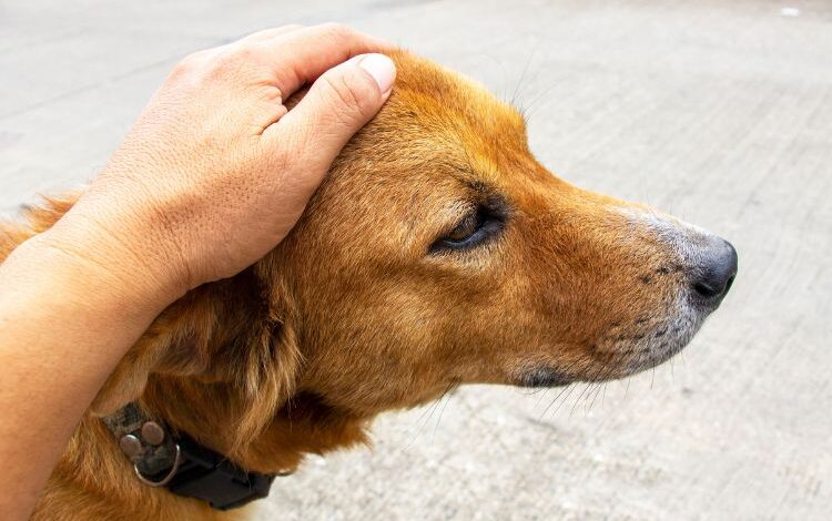 What Your Dog Can Sense That You’ll Never Be Able To What Your Dog Can Sense That You’ll Never Be Able To