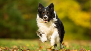 Jogging With Your Dog – Tips for a Hands-Free Exercise Routine