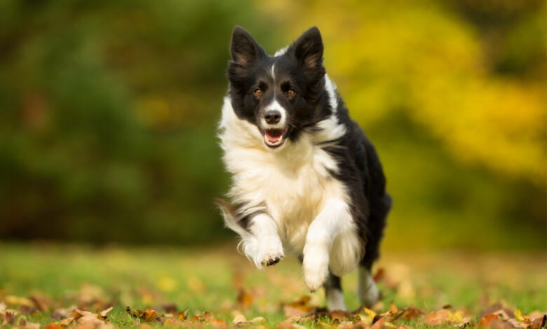 Jogging With Your Dog – Tips for a Hands-Free Exercise Routine