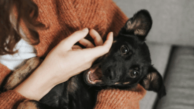 Spoil Your Pup for National Dog Day