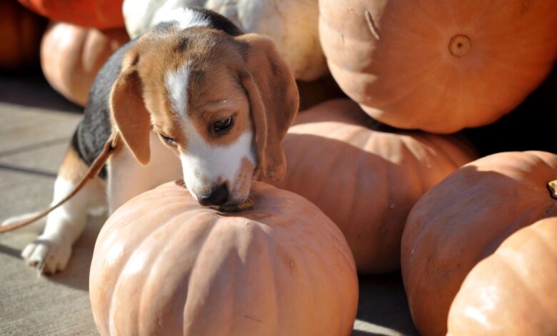 Pumpkin for Pups: A Halloween Treat or Trick?
