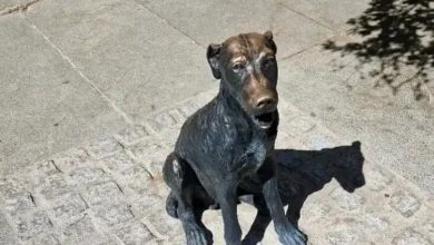 Madrid’s Famous Dog Paco—From Street Pupper to Local Legend