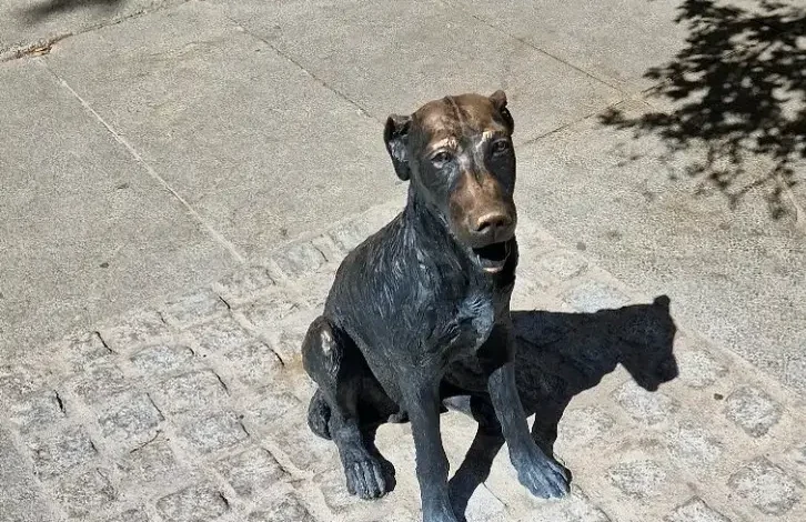 Madrid’s Famous Dog Paco—From Street Pupper to Local Legend Madrid’s Famous Dog Paco—From Street Pupper to Local Legend