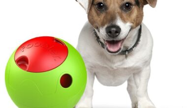 Innovative Feeding Solutions for Your Pet – Pet Life