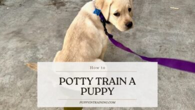 How To Potty Train A Puppy