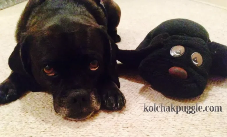 Perfect Gift Ideas for Kids Who Love Dogs