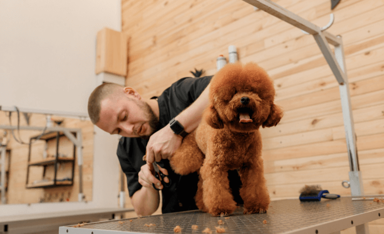 Explore Your Grooming Career Options – What’s Right for You?