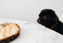 Get A Picky Dog To Eat (Hint: Think FOMO) Get A Picky Dog To Eat (Hint: Think FOMO)
