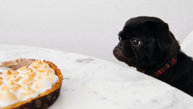 Get A Picky Dog To Eat (Hint: Think FOMO)