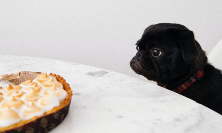 Get A Picky Dog To Eat (Hint: Think FOMO) Get A Picky Dog To Eat (Hint: Think FOMO)