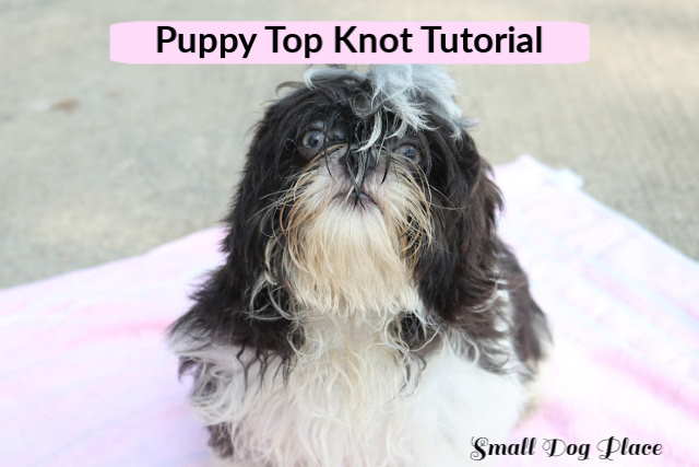 Puppy Topknot Tips