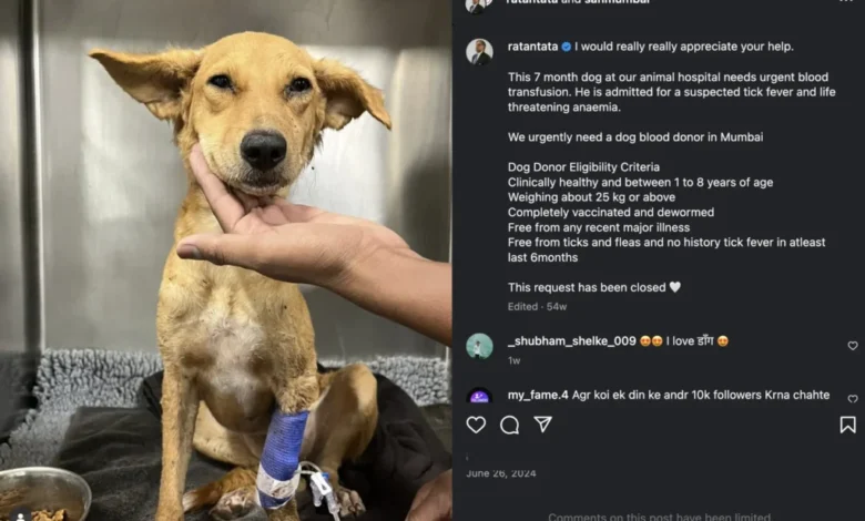 How Your Pet Can Become a Lifesaving Hero How Your Pet Can Become a Lifesaving Hero