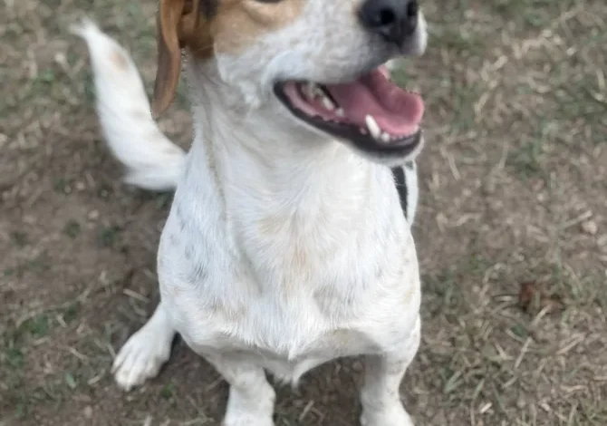 4 year old male Jack Russell Terrier Cross available for adoption