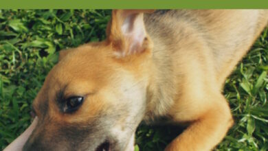 Why Do Dogs Roll in Grass