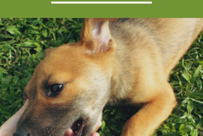 Why Do Dogs Roll in Grass Why Do Dogs Roll in Grass