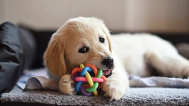Why Is My Dog Chewing Things They Shouldn’t? – SitDropStay