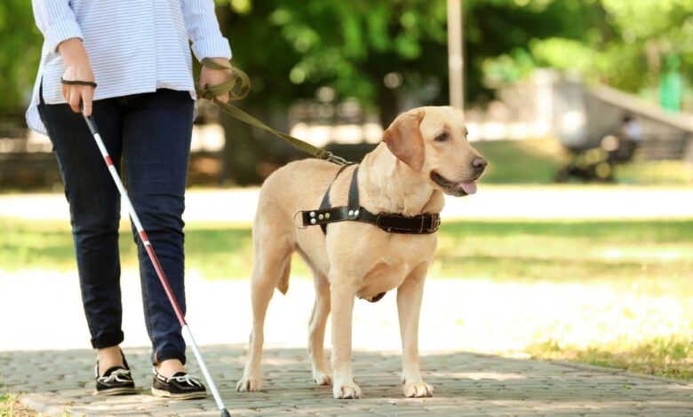 Puppy Carers Needed – SitDropStay Puppy Carers Needed – SitDropStay