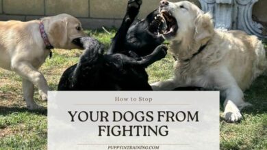 How To Prevent And Stop Household Dogs From Fighting