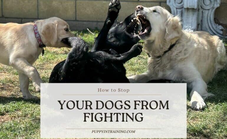 How To Prevent And Stop Household Dogs From Fighting