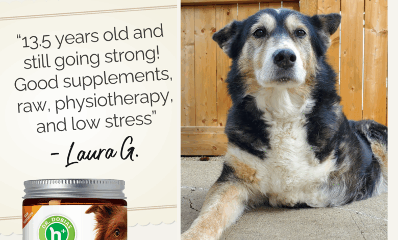 Has Your Dog Told You How Lucky They Are Lately? – Dr. Dobias Healing Solutions
